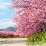 河津川河津桜並木